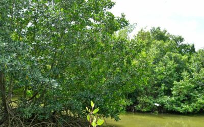 Agence de Développement Local de Volga-Plage (ADLVP)