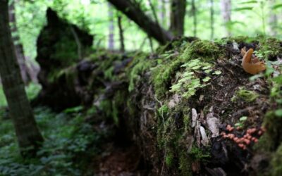 Association Grands Vivants