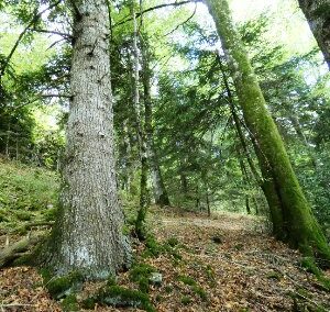 Conservatoire d&rsquo;espaces naturels Auvergne