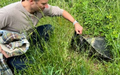 Réensauvager la ferme