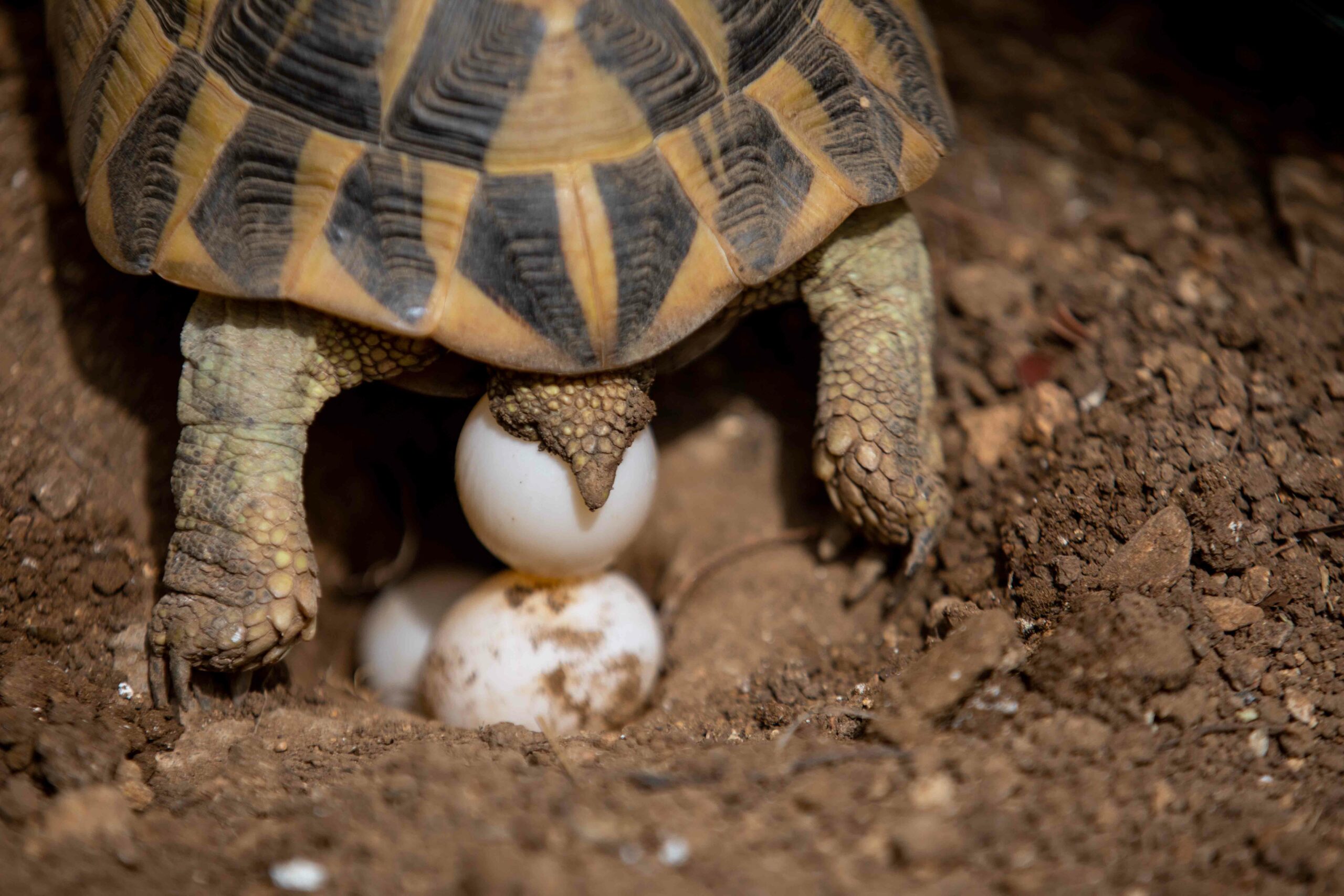 Réhabilitation des populations de Tortue d&rsquo;Hermann suite aux incendies dans le Var : translocations et élevage conservatoires
