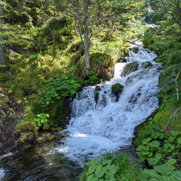 Naturalité et libre évolution dans la gestion des espaces nature